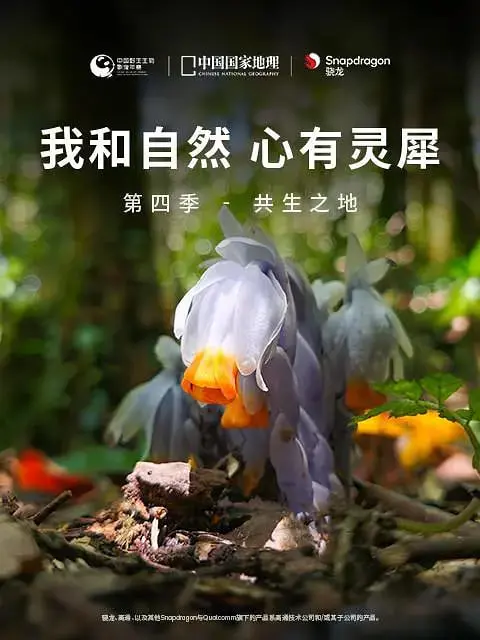 《我和自然 心有灵犀 第四季》：回归自然的心灵之旅，探索生命的真谛